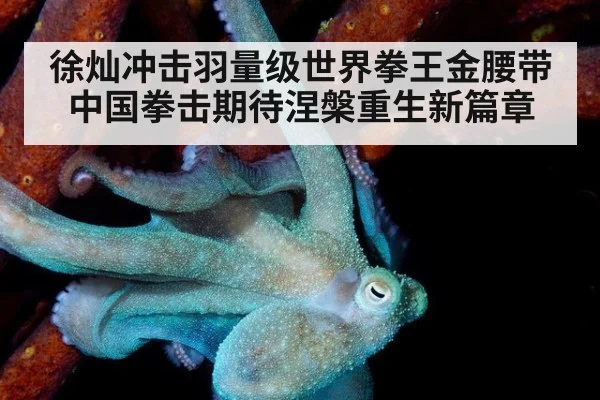 徐灿冲击羽量级世界拳王金腰带中国拳击期待涅槃重生新篇章